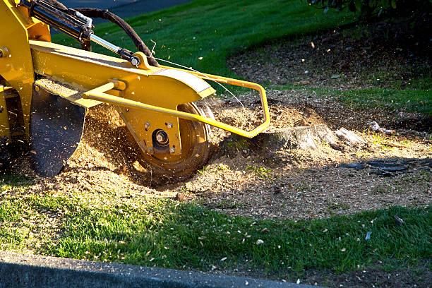 Tree Branch Trimming in Surf City, NC